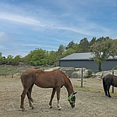Ridehall Søgne | BORGA